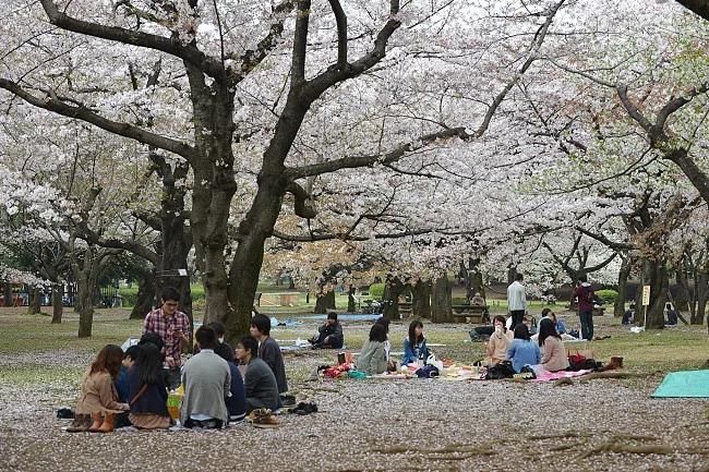 Yoyogi Park in Spring