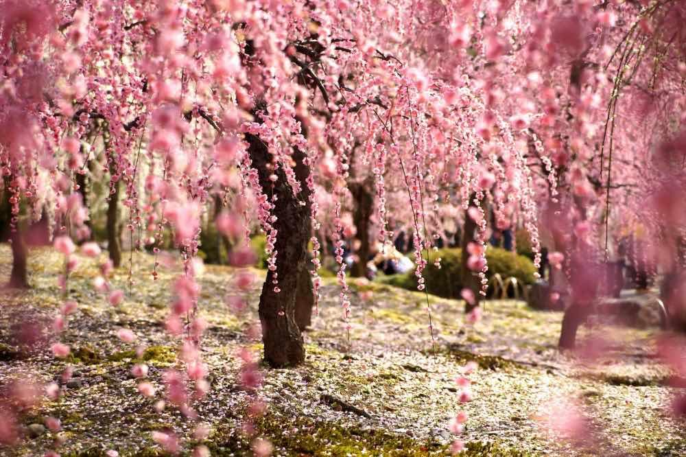 Enchanting sakura