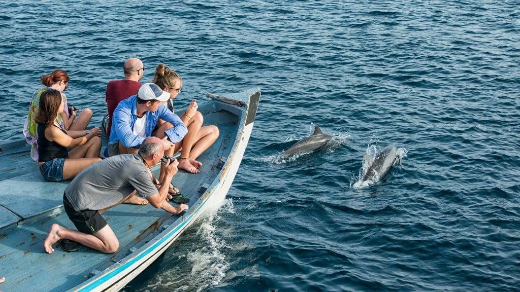 The Barefoot Eco Hotel Dolphin Tours