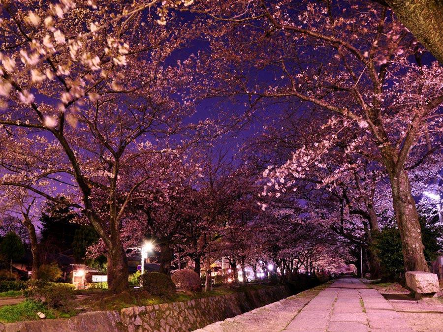 Philosopher's-Path-Night-Sakura-Cherry-Blossoms-Kyoto---2