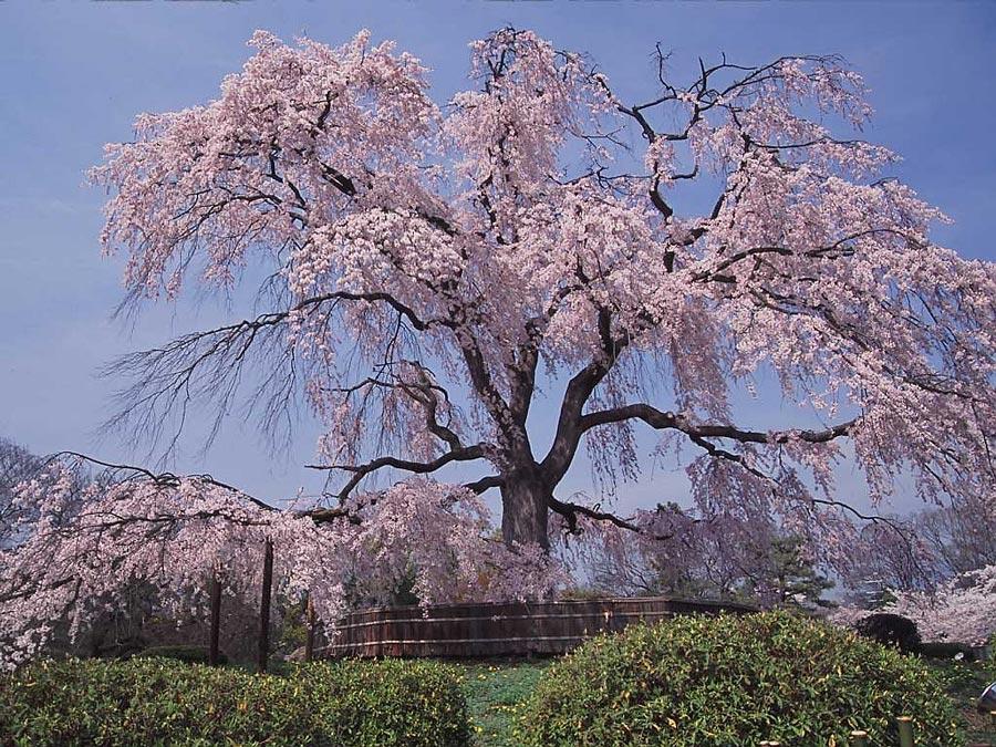 Maruyama-Koen-Park,--Kyoto---sakura-tree---2