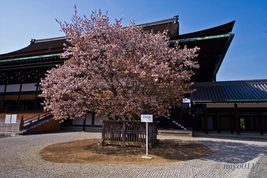 Kyoto-Imperial-Palace-Park-2