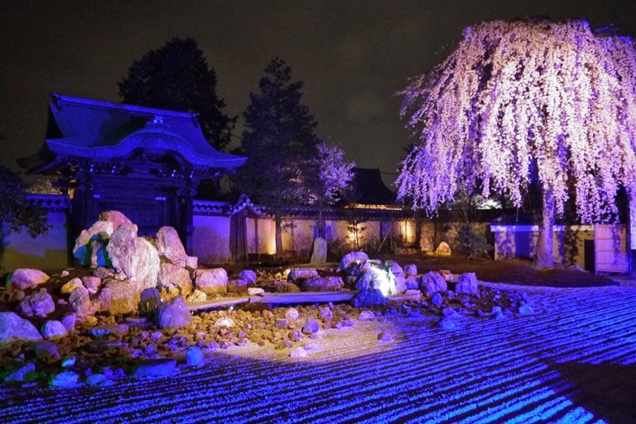 kodaiji-kyoto-cherry-blossoms-night-festiva;