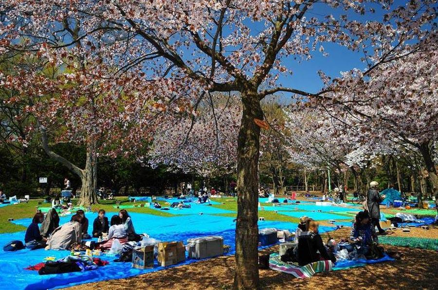 Maruyama-Koen-Park,--Kyoto-sakura-tree-4