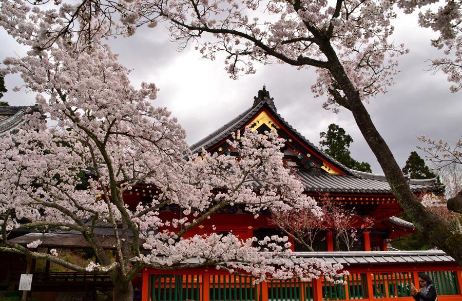Philosopher's-Path-Night-Sakura-Cherry-Blossoms-Kyoto---3