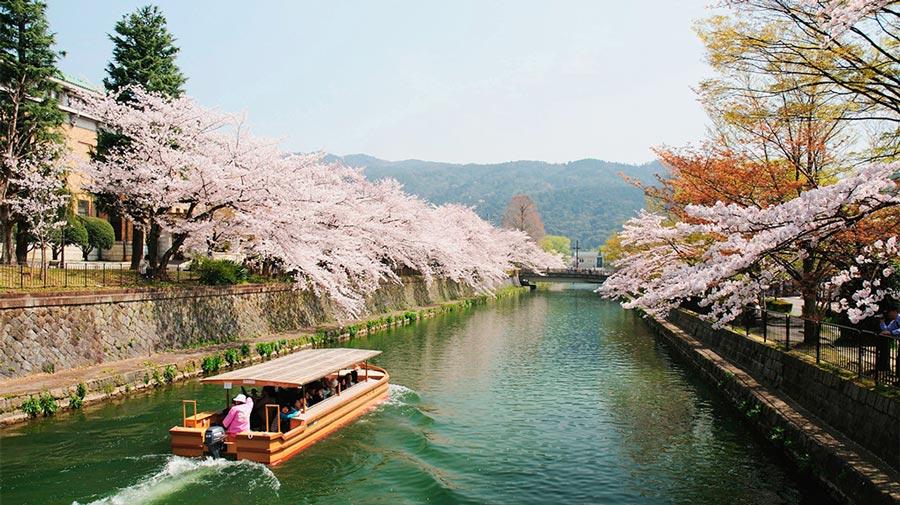 japanese-cherry-blossom-viewing-kyoto-japan
