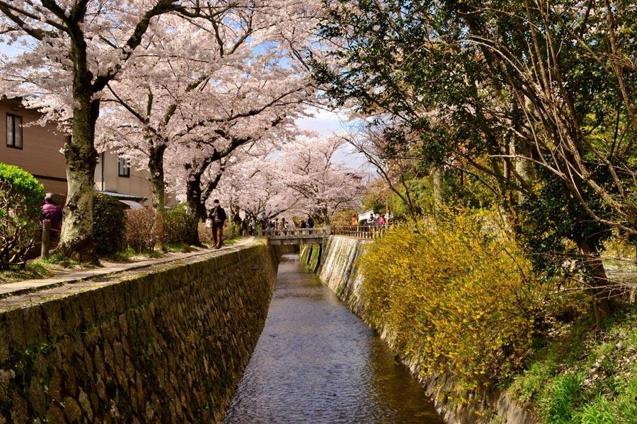 Philosopher's-Path-Kyoto-Cherry-Blossoms-1