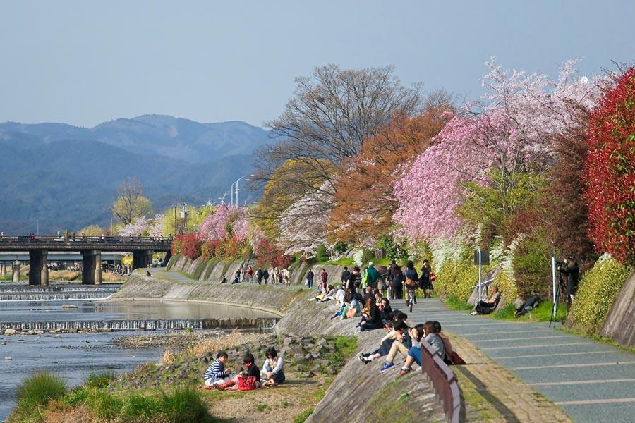Kamogawa-River-Bank-Cherry-Blossoms