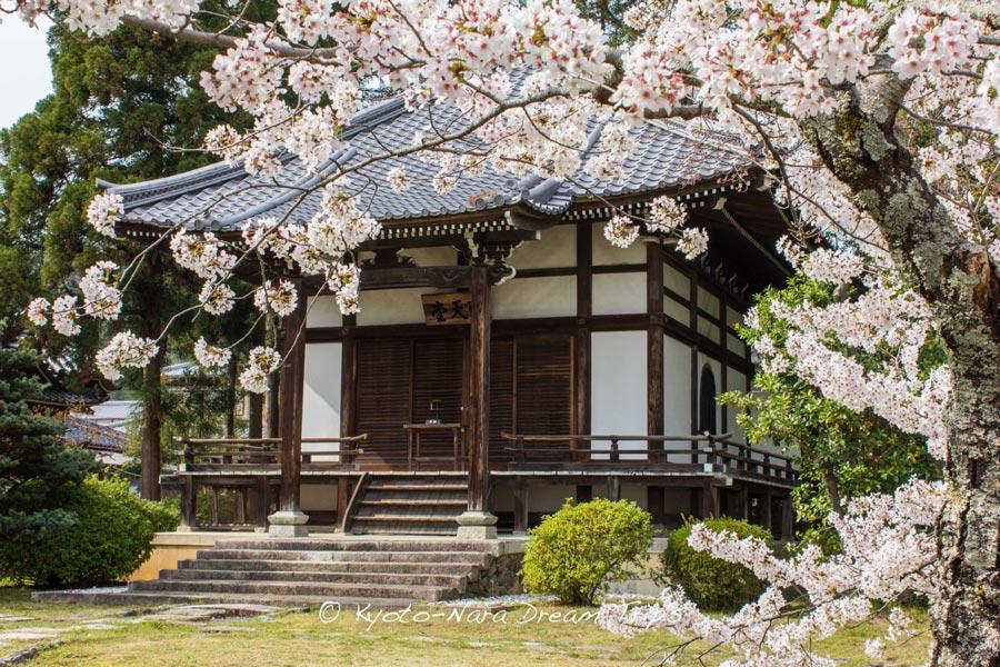Shotendo-Hall-Daikakiju-Cherry-Blossoms-Kyoto