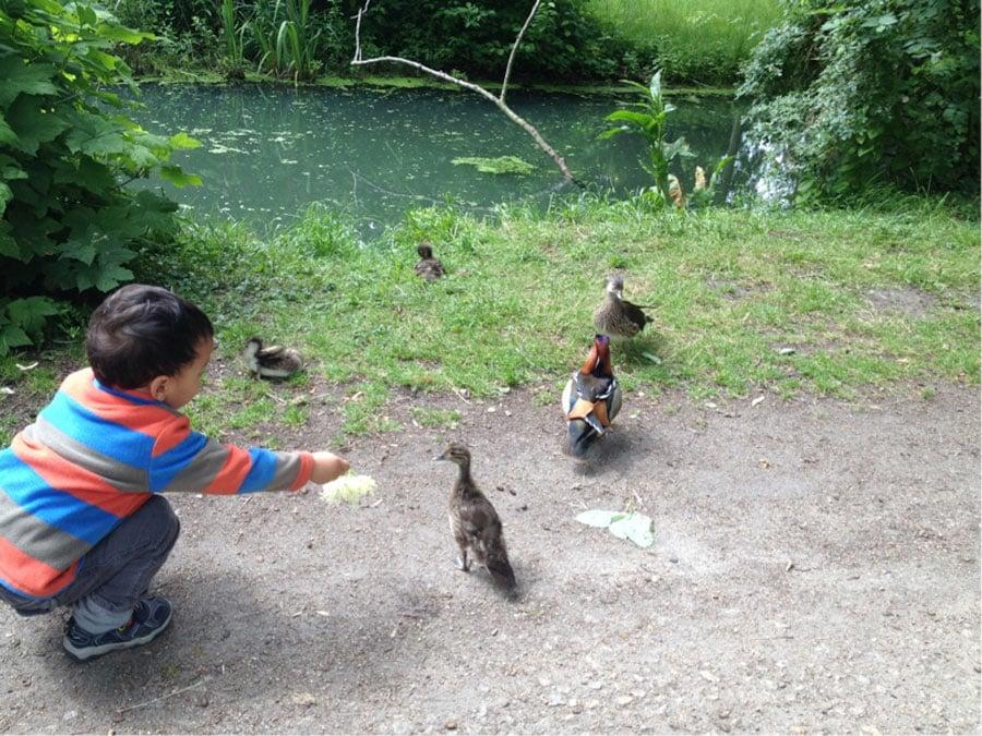 Feeding-Ducks