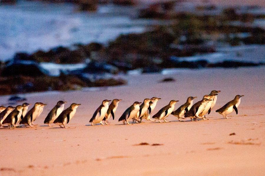 Melbourne_Penguins