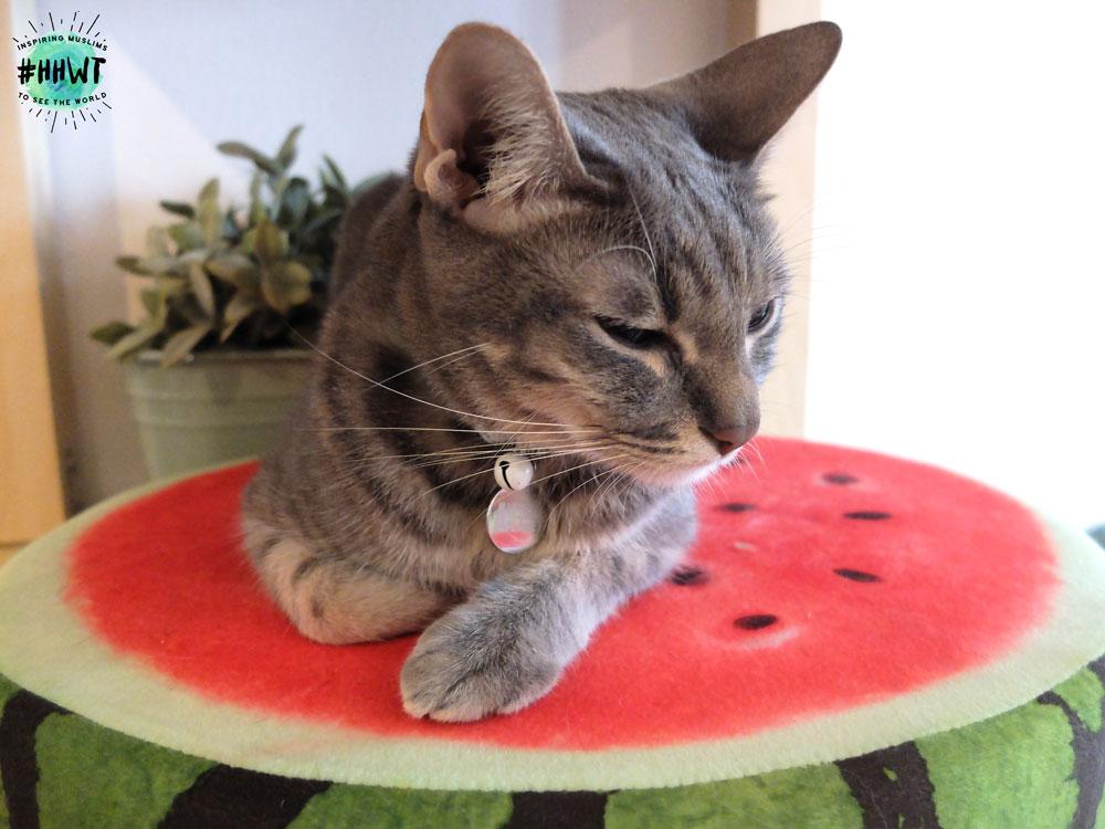 company-of-cats-cat-on-watermelon