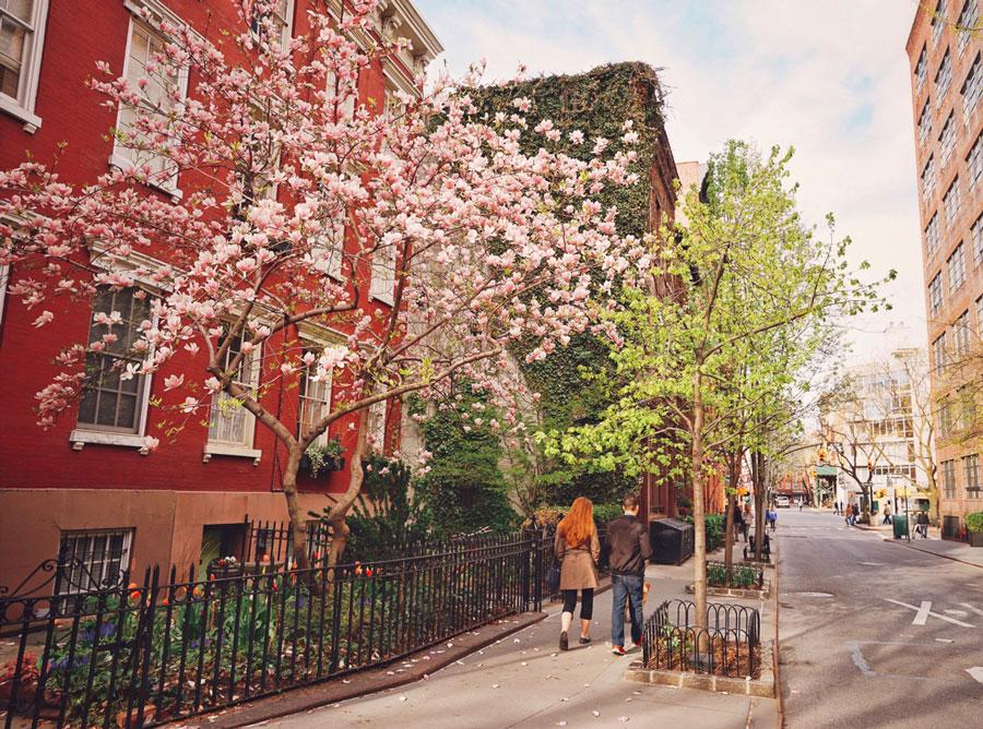 new-york-city-spring-cherry-blossoms