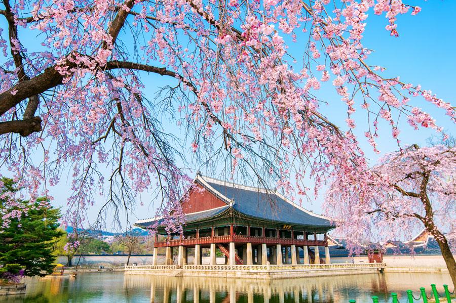 gyeongbokgung-cherry-blossoms-seoul-korea