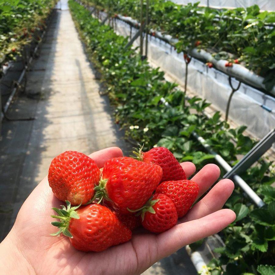 Nikko strawberry park picking