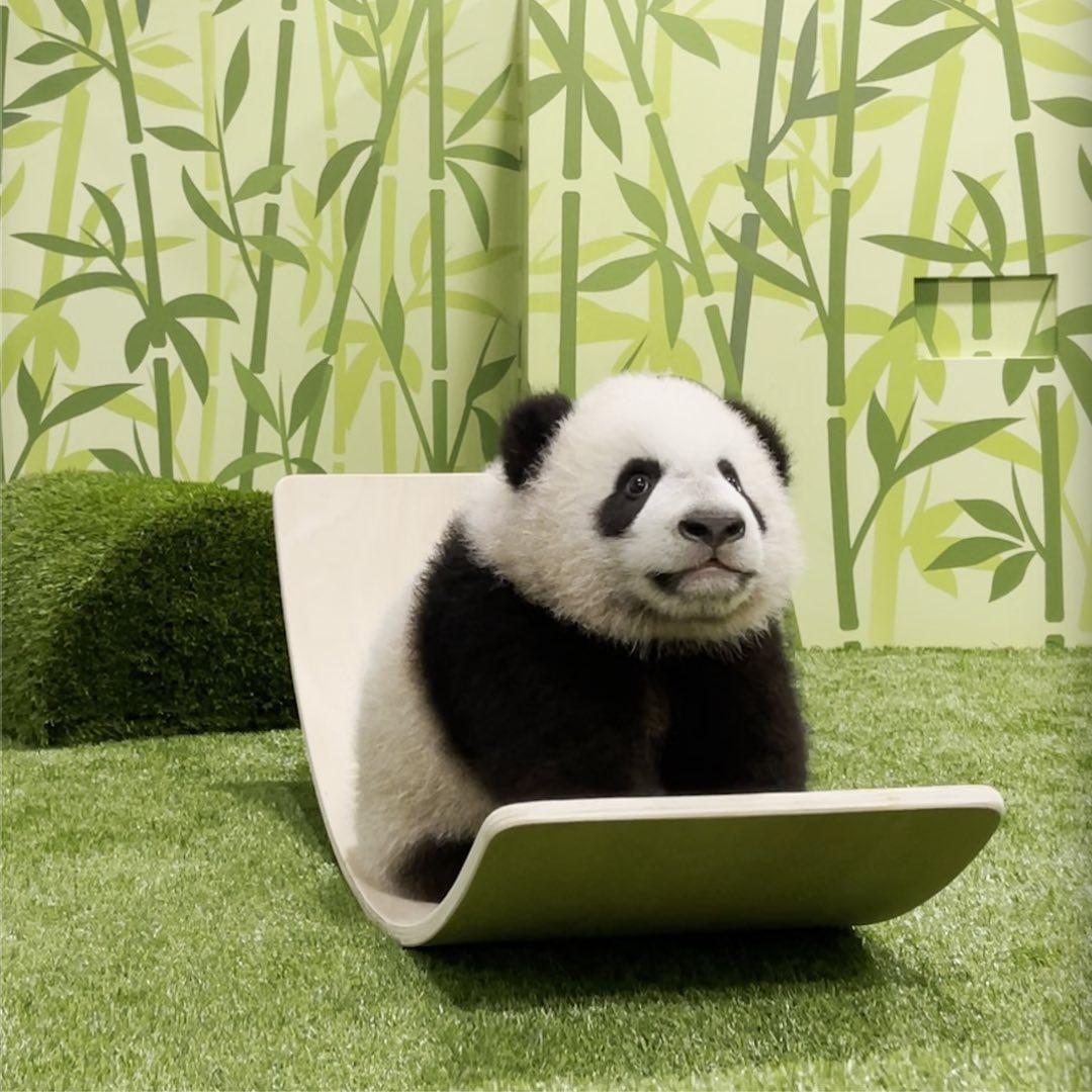 le le panda mandai wildlife reserve