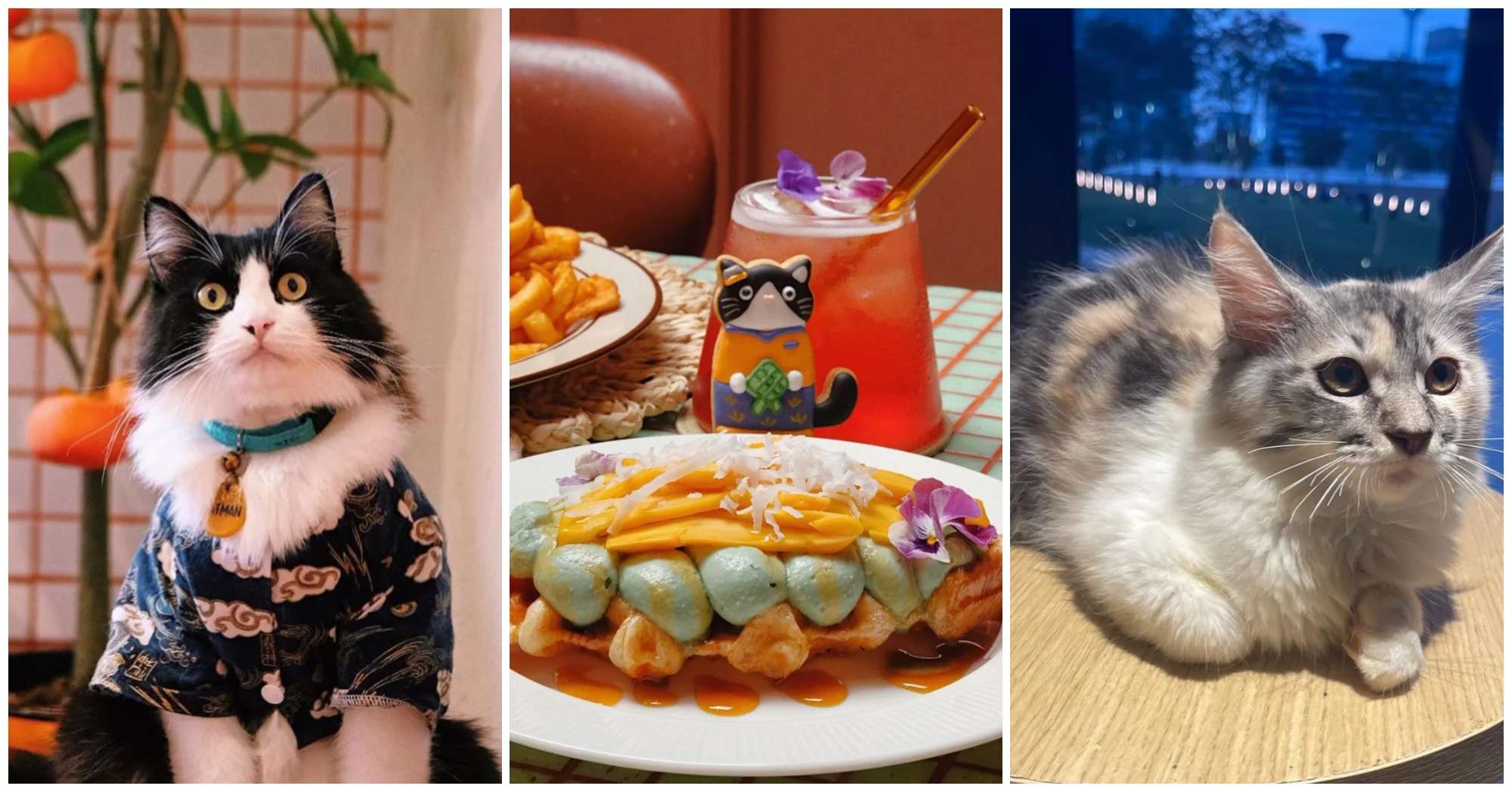 6 Cat Cafes In Kuala Lumpur For Your Next Purrfect Cafe Date (Pun Intended!)