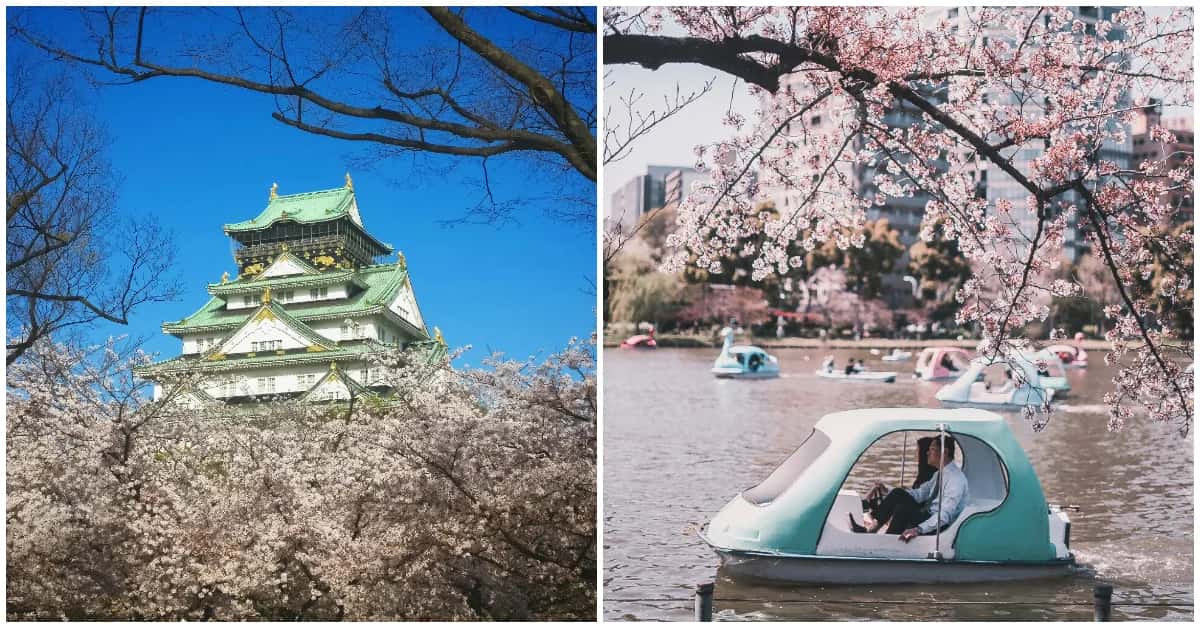 Sakura Spectacle: Your Ultimate Guide to Japan's 2024 Cherry Blossom Season