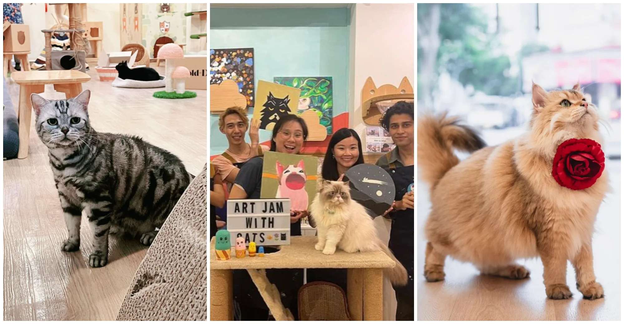 Purr-fect Spots: The Ultimate Guide to Cat Cafés in Singapore